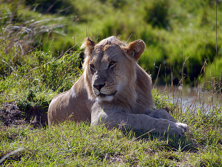 Kenya, Lion, Leo, Mara, Lion - féline, faune, l’Afrique