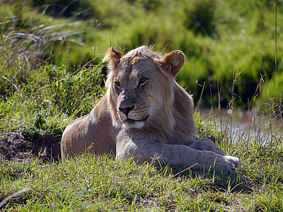 Kenija, Liūtas, Liūtas, Mara, Liūtas - kačių, Laukiniai gyvūnai, Afrika