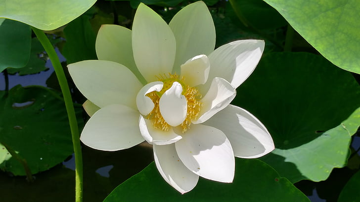 vit lotus, anbringa, Lotus