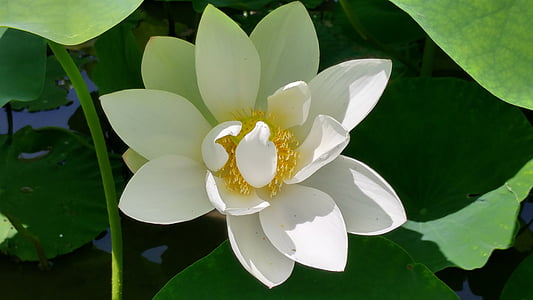 beli lotos, pritrditi, Lotus