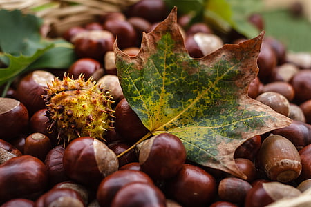 Castanea, châtaignier, fruits, automne, nature, brillant, brun
