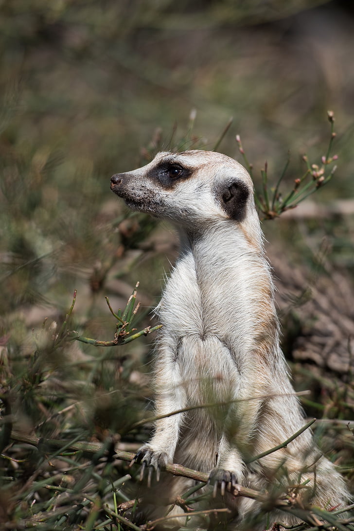 Meerkat, дикої природи, тварини, Африканський, suricata, Ссавці
