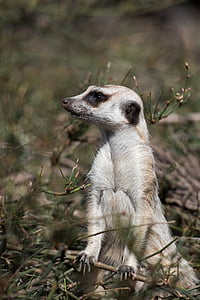 meerkat, dieren in het wild, dier, Afrikaanse, Suricata, zoogdier
