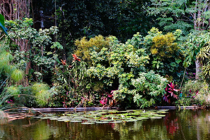 Salvadora, salas, daba, ūdens, mangrove swamp, ainava, dārzi
