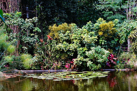 El Salvador, Otok, priroda, vode, mangrova močvari, krajolik, vrtovi