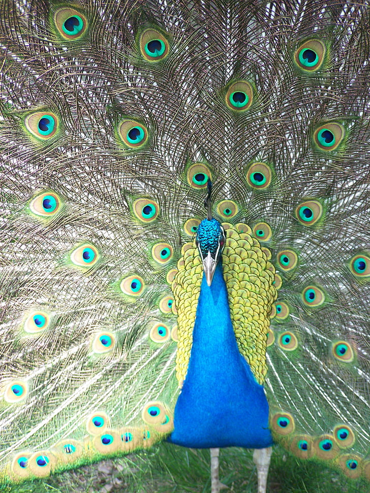 Peacock, sluiten