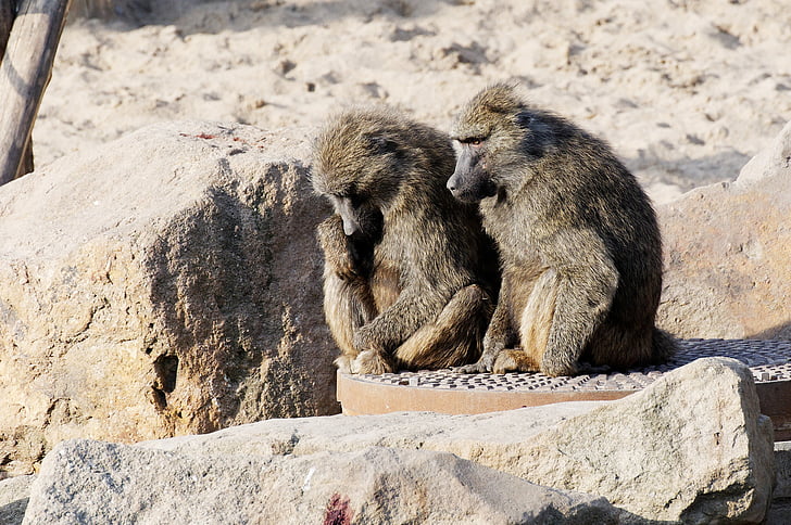 baboon, couple, sitting, sand, stones, enclosure, animal