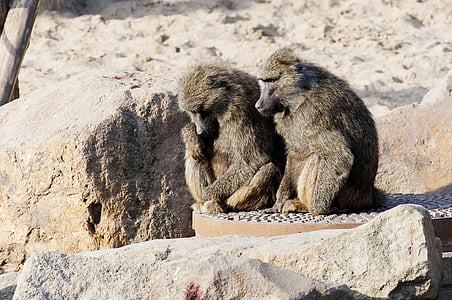 babuíno, casal, sentado, areia, pedras, gabinete, animal