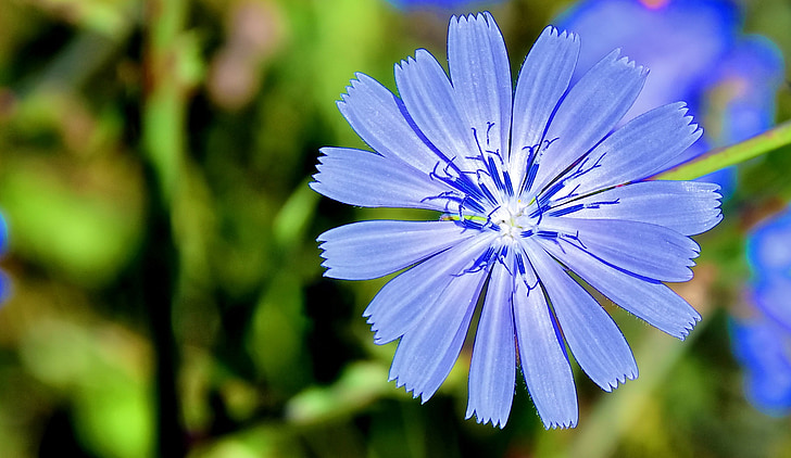 fiore di grano, fiore blu, estate, natura, Ungheria, fiore, blu