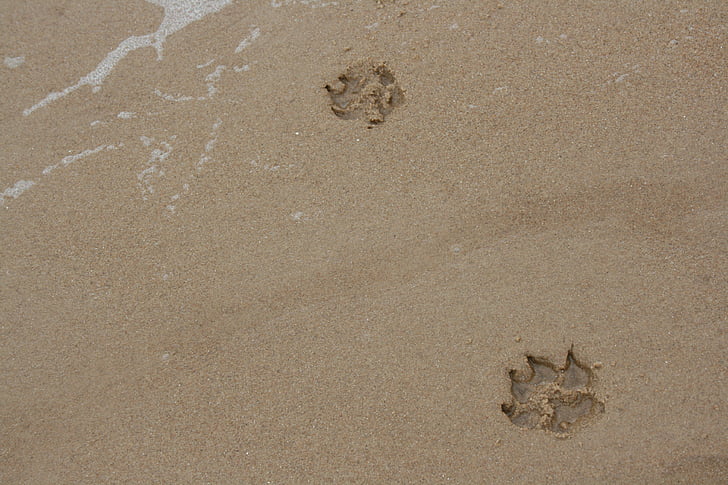 poter, sand, hunden, pote, dyr, stranden, spor