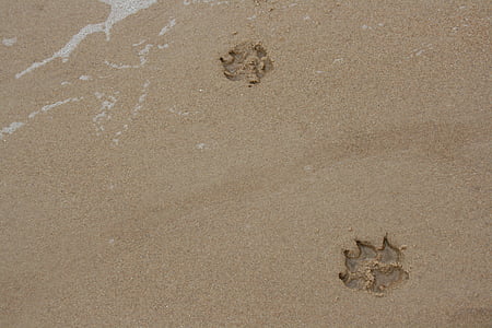 tlapky, písek, pes, tlapa, zvíře, pláž, sledování