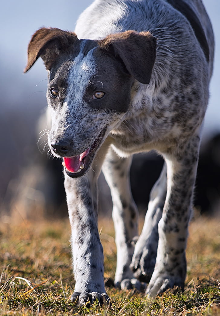 dog, pet, portrait