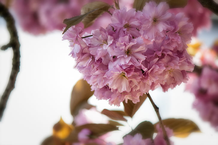 Jaapani õitsemise kirss, Prunus serrulata, Roosi kasvuhoonegaaside, õis, Bloom, kevadel, lilled
