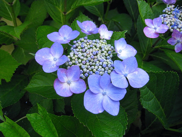Hortensia, OTA kisan, flores, Indigo, azul, púrpura, azul-violeta
