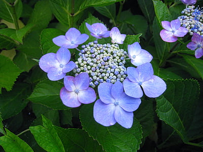 hortenzie, Ota kisan, květiny, Indigo, modrá, fialová, modrá fialová