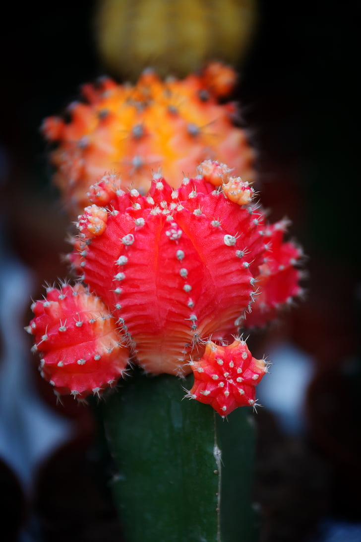 cactus, close-up, color, desert, detail, exotic, flower