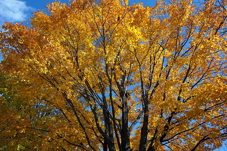 caduta, di fuori, autunno, albero, Parco