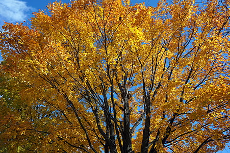 Outono, do lado de fora, Outono, árvore, Parque