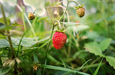 strawberry, wild strawberry, plant, fruit, berry, food, nutrition