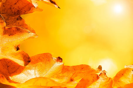 leaves, autumn, autumnal, branch, grass, background, sunlight