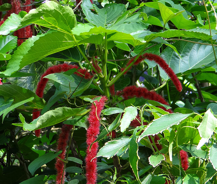 kattens hale, Red hot kat hale, chenille plante, shibjhul, acalypha hispida, blomst, rød