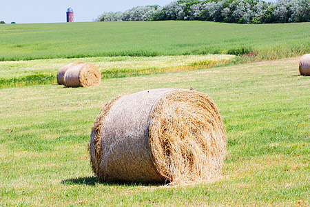 straw bales, straw, meadow, field, hay, green, grass