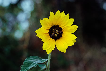bee, sunflower, flower, yellow, petal, bloom, garden