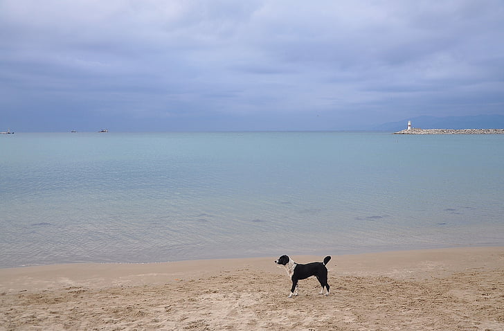 sea, ocean, beach, fishing boat, dog, blue, sky