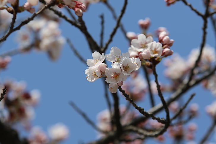 våren, natur, vårblomster, blomster, kirsebærtre blomstrer, petal, landskapet
