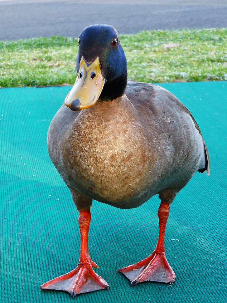 duck, mallard, male, animal, waterbird, quack, bird
