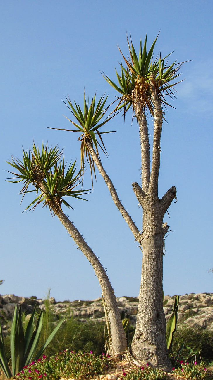 Chipre, Ayia napa, Parque de cactus, cactus, espinos, planta, naturaleza