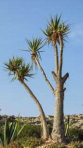 Kypros, Ayia napa, Kaktuspuisto, Cactus, piikkejä, kasvi, Luonto
