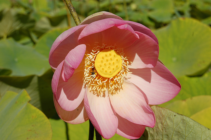 Lotus, blomst, Bloom