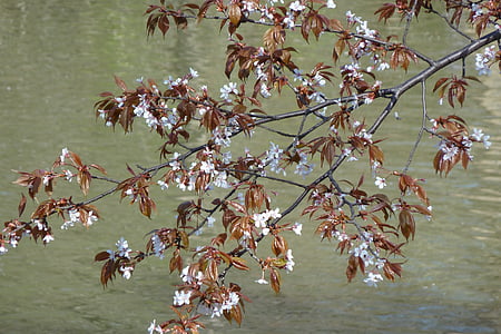 ดอกไม้, ฤดูใบไม้ผลิ, ต้นไม้, ซากุระ, ทะเลสาบ, น้ำ, ธรรมชาติ