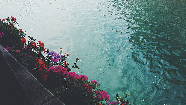 บาน, ดอก, ฟลอรา, ดอกไม้, พืช, แม่น้ำ, น้ำ