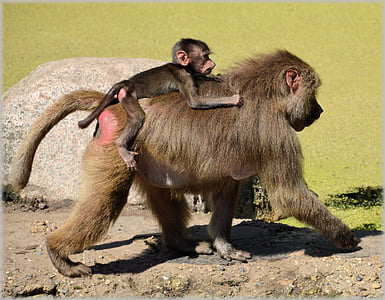 khỉ đầu chó, baboons, sở thú, Series, con khỉ, con khỉ, Hà Lan