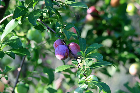 plums, purple, ripening, orchard, plant, botanical, botany