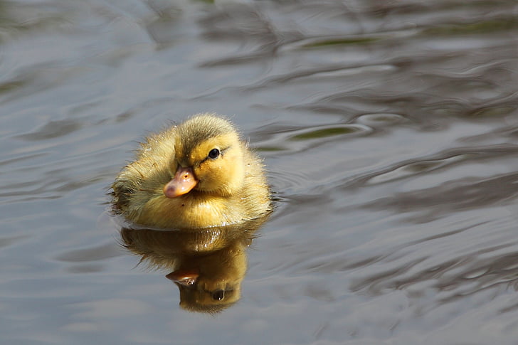 adorable, animal, baby, beak, bird, cute, duck