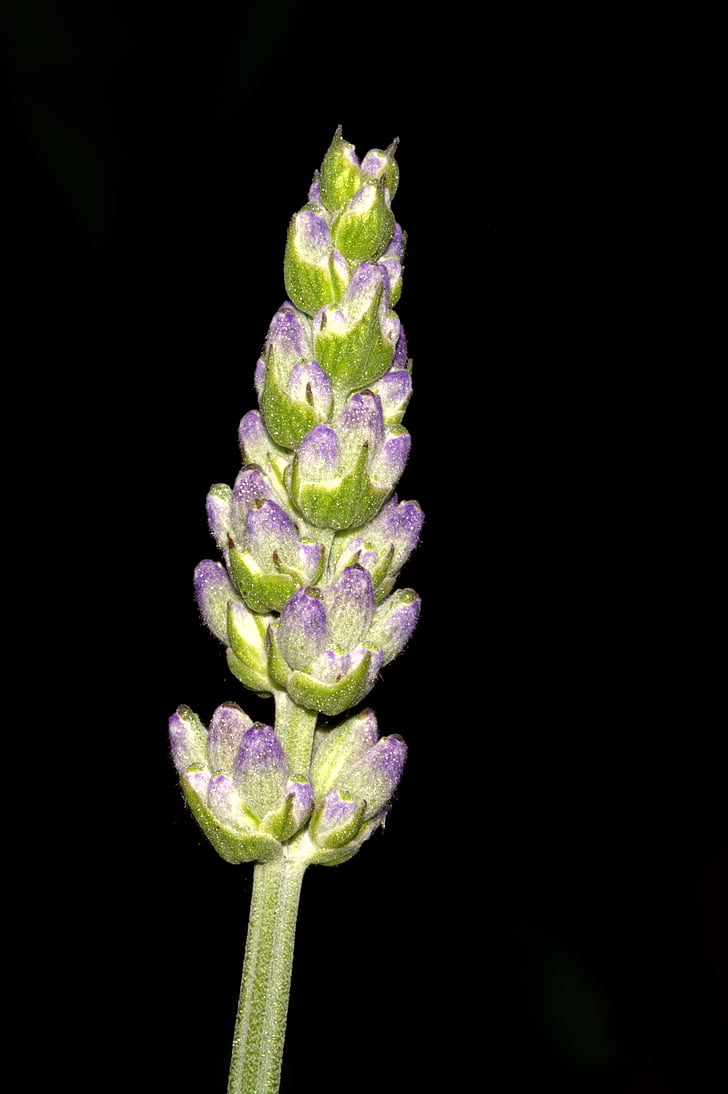 lavender, blossom, bloom, close, macro, medicinal plant, fragrant flower