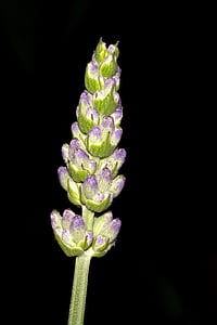 lavender, blossom, bloom, close, macro, medicinal plant, fragrant flower