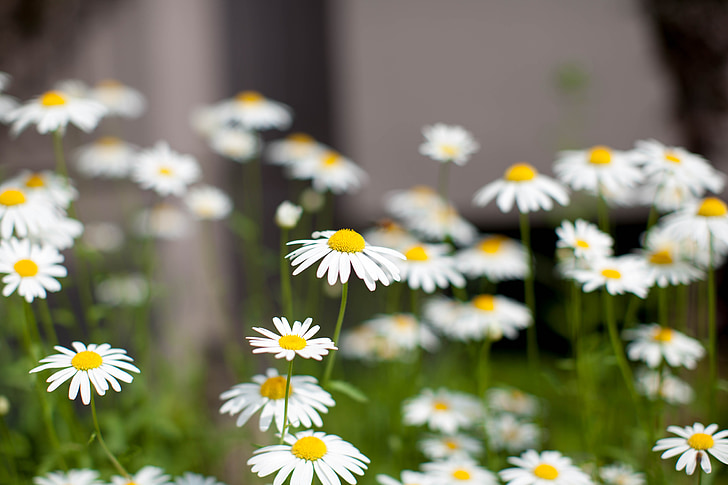 Daisy, kwiaty, Pszczoła, Natura, Latem, kwiat, roślina