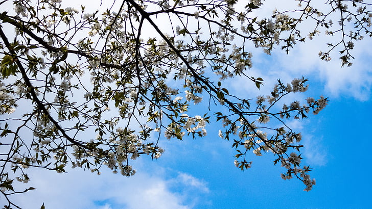 Cherry, våren, Vårens blommor, körsbärsträd, blå himmel