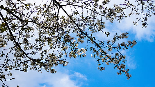 třešeň, jaro, jarní květiny, třešeň, modrá obloha