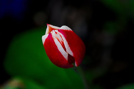Tulip, printemps, fleur, Blossom, Bloom, fleur de printemps, rouge