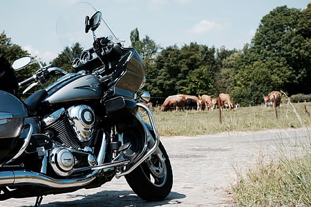 Vulcan, Kawasaki, kraštovaizdžio, karvių, olandų kraštovaizdžio, naršyklė, motociklas
