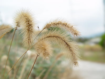 foxtail, nature, pussywillow, spring