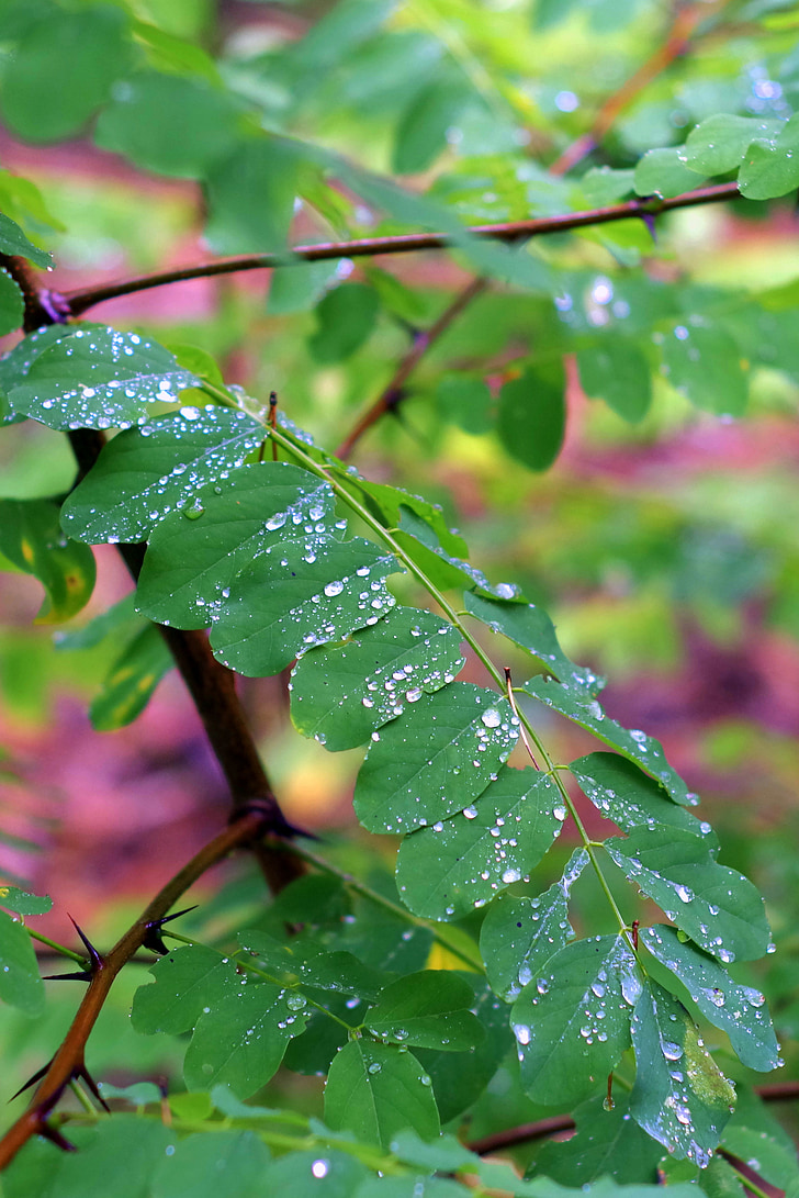 akacije, listje, dež, mokro, kapljice, vode, zelena