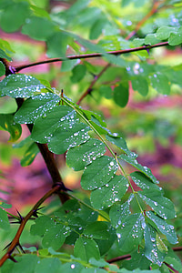 Acacia, lövverk, regn, våt, droppar, vatten, grön