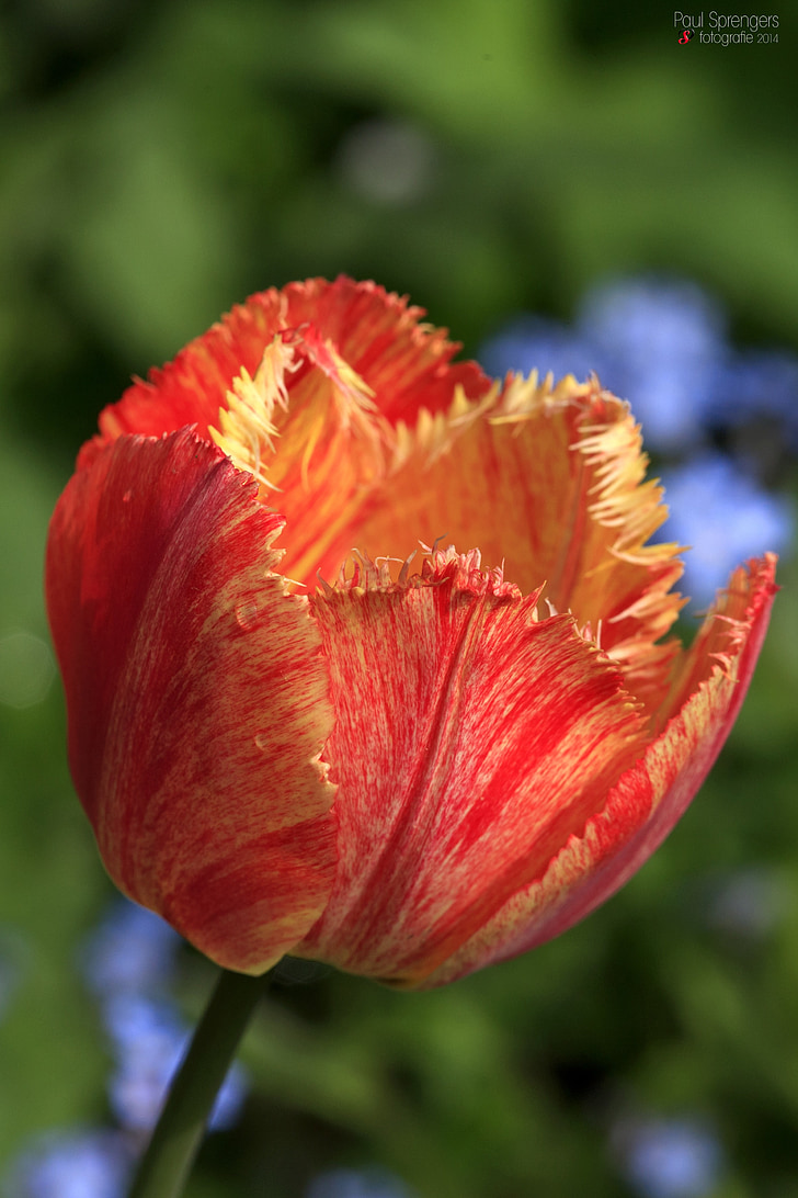 Tulip, blomma, tulpaner, blommor