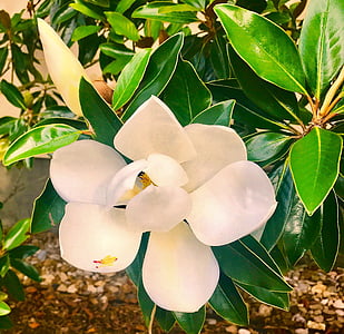 magnolia, flower, tree, greenery